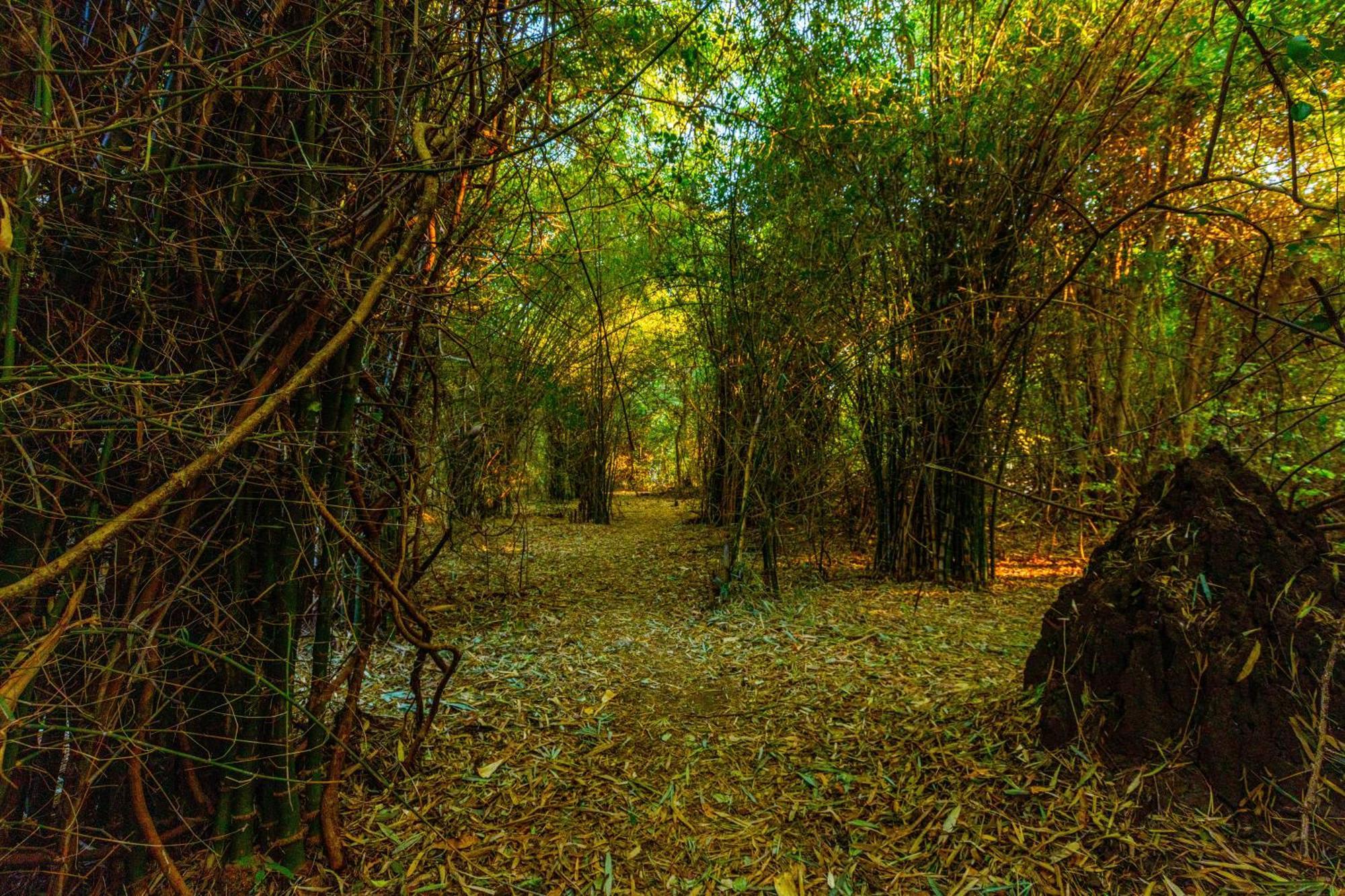 Brook Ville Sasan Gir Exterior photo